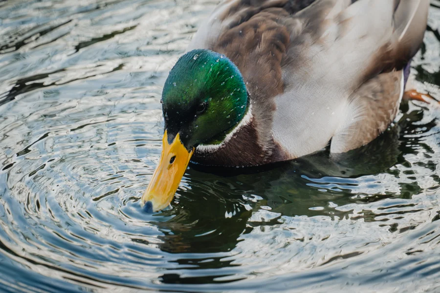 Eine Stockente taucht ihren gelben Schnabel in das Wasser