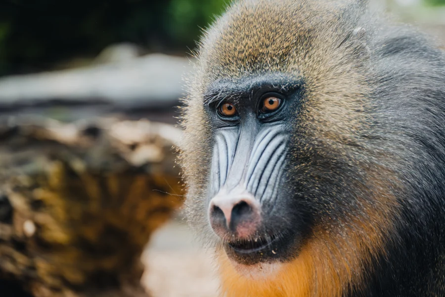 Nahaufnahme eines Mandrills mit markanter blauer und roter Gesichtszeichnung