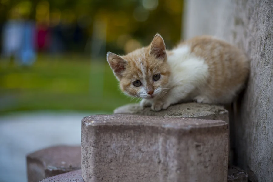 Eine helle junge Katze ruht auf einem niedrigen Steinpfosten