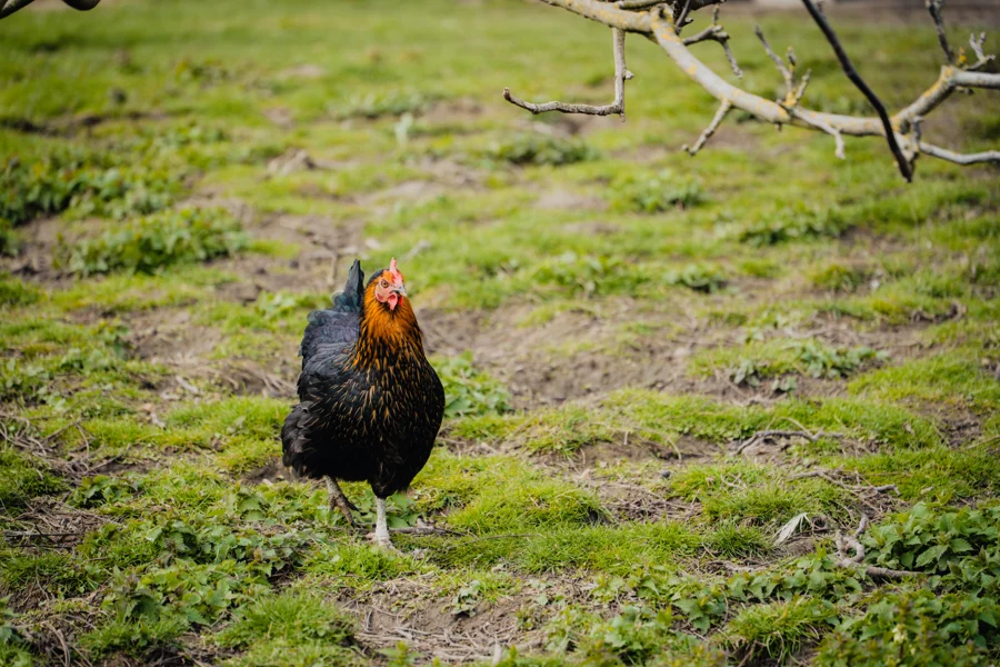 Ein schwarz-goldenes Huhn im grünen Gras