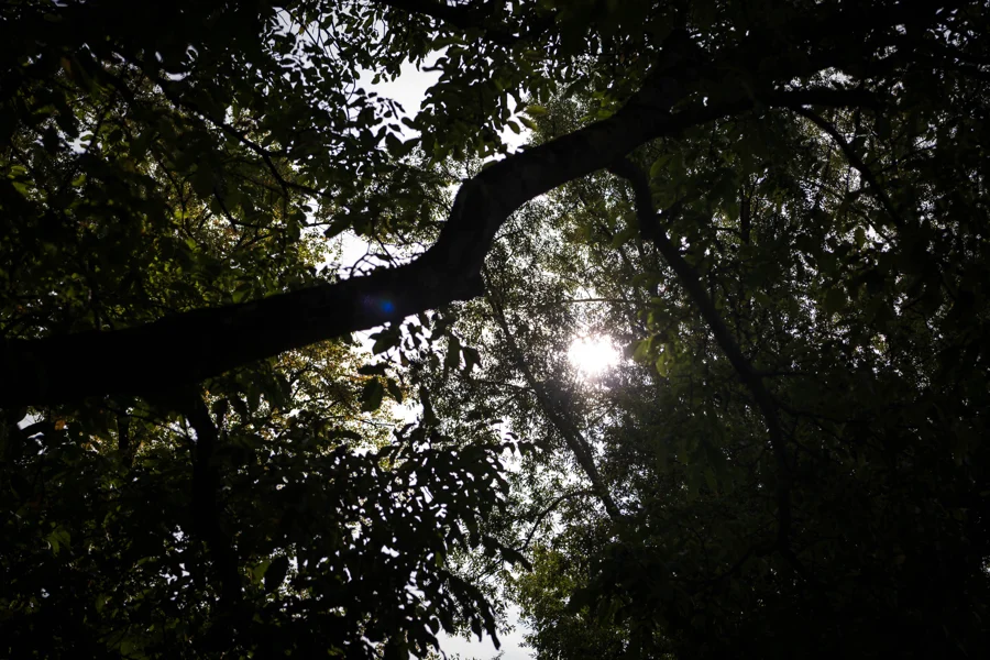 Sonnenlicht durch das dichte Blätterdach eines Baumes