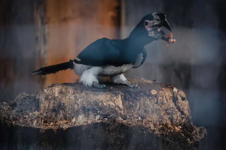 Ein dunkler Vogel mit blauem Gefieder sitzt auf einem Ast