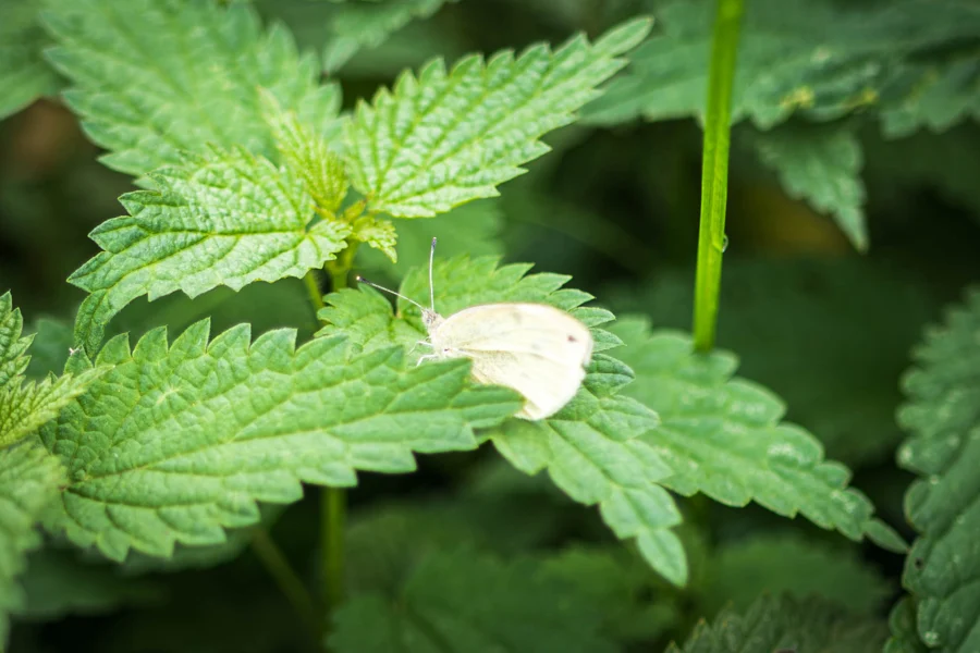 Ein heller Schmetterling zwischen grünen Blättern