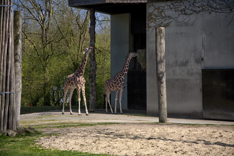 Giraffe vor einer hohen Gehegewand