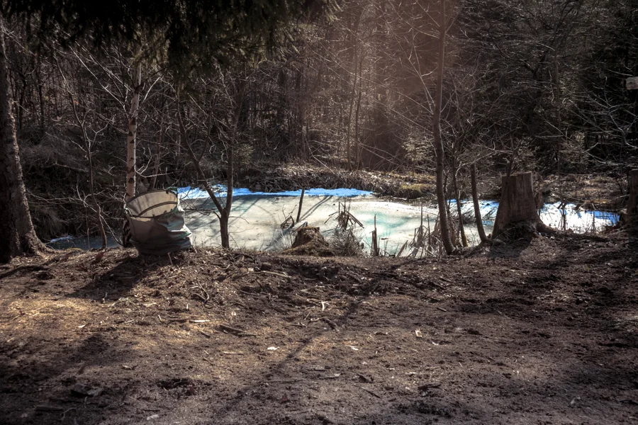Baumstämme und Waldlicht in winterlicher Umgebung
