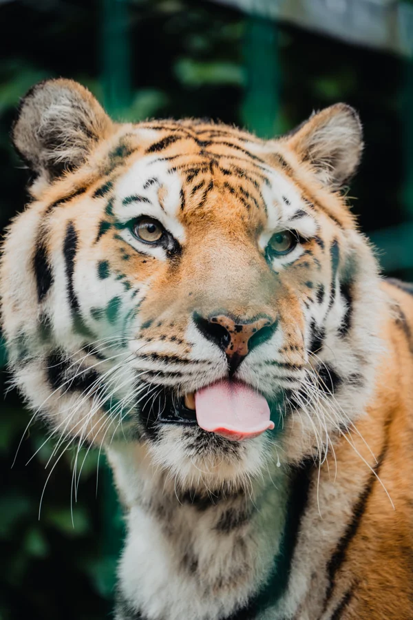 Tiger zwischen Steinen, Holz und Pflanzen im Gehege
