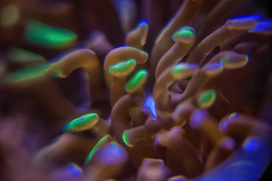 Fisch im Aquarium zwischen Korallen und Felsen