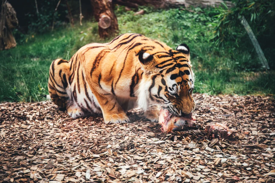 Tiger zwischen Steinen, Holz und Pflanzen im Gehege