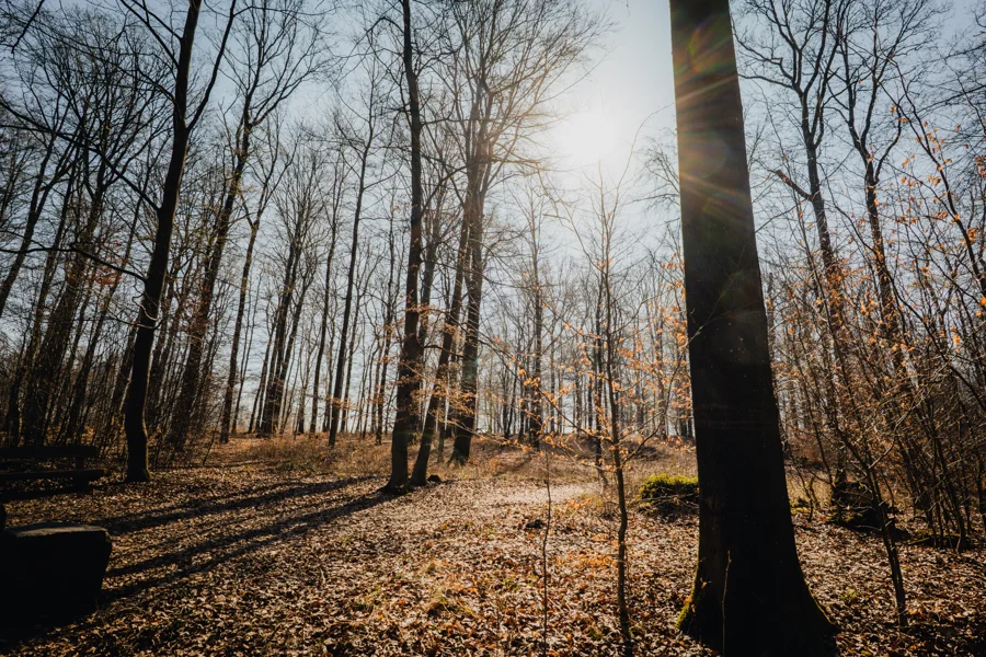 Licht zwischen Baumstämmen und Zweigen