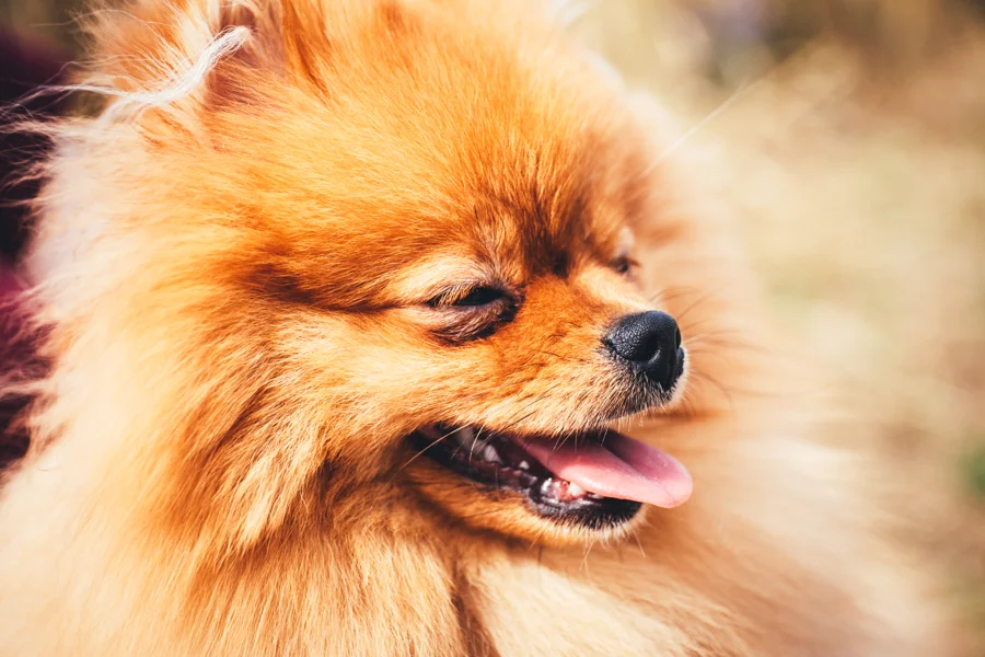 Kleiner langhaariger Hund im warmen Licht