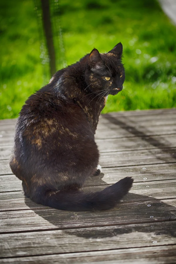 Dunkle Katze in einer ruhigen Umgebung