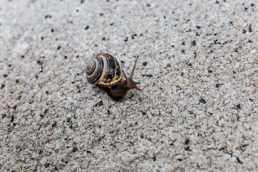 Kleine Schnecke auf rauem Steinboden
