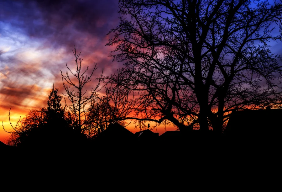 Oranger Abendhimmel hinter dunklen Baumkronen
