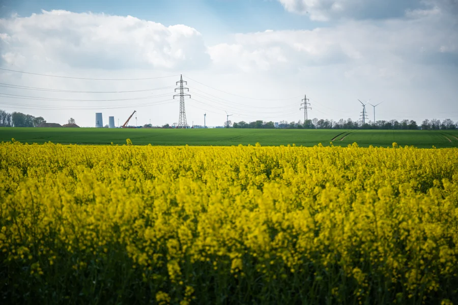 Felder und Pflanzen unter weitem Himmel