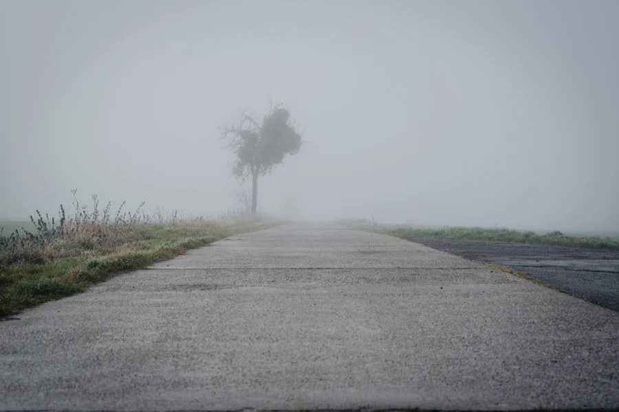 Straße und Bäume in dichtem Nebel und weichem Licht
