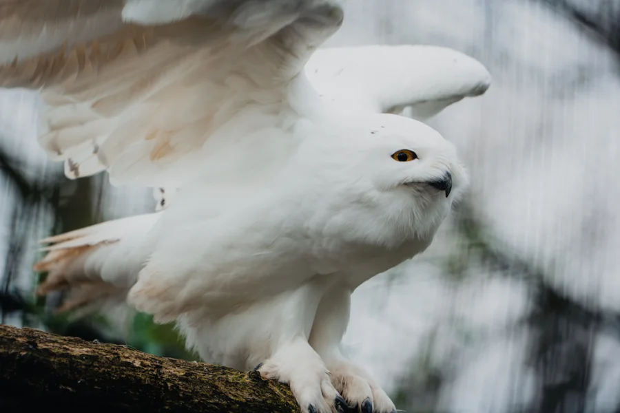Heller Vogel in einer grünen Umgebung