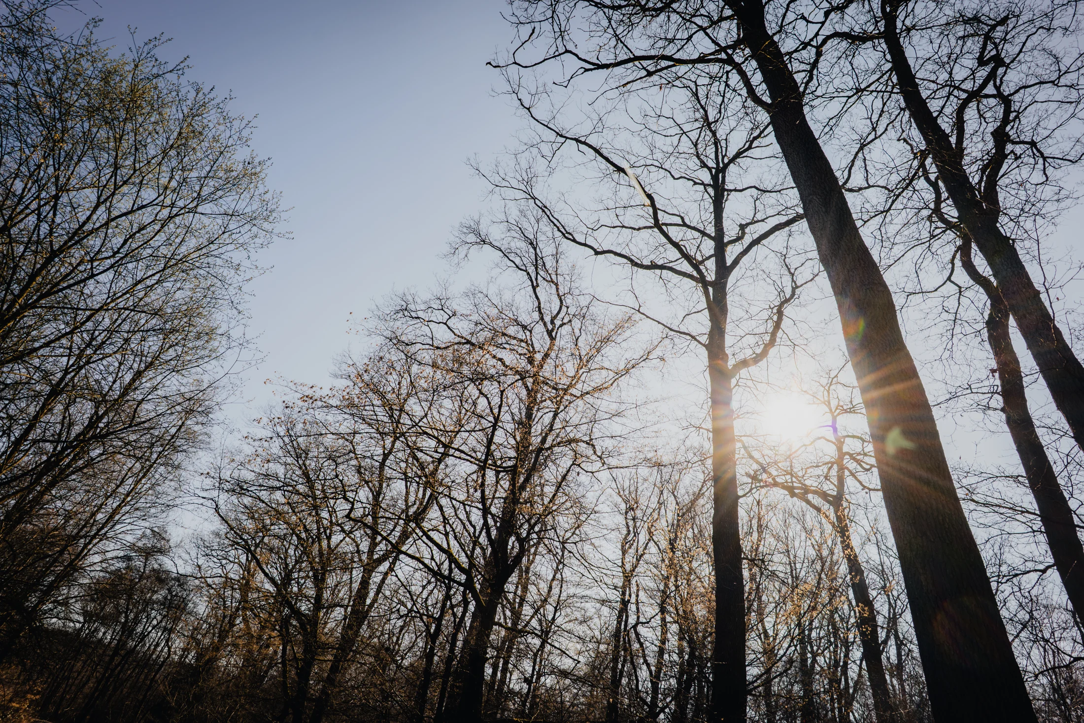Sonnenstrahlen zwischen kahlen Baumstämmen im Wald